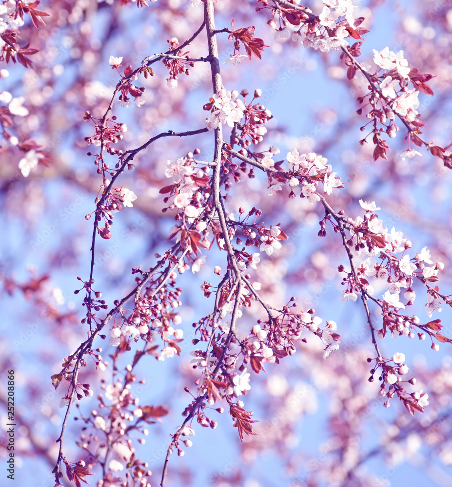 The beginning of flowering cherry tree. Opening wonderful tender first flowers. artistic photo. Selective soft focus. The beginning of flowering cherry tree. Opening wonderful tender first flowers. artistic photo. Selective soft focus.