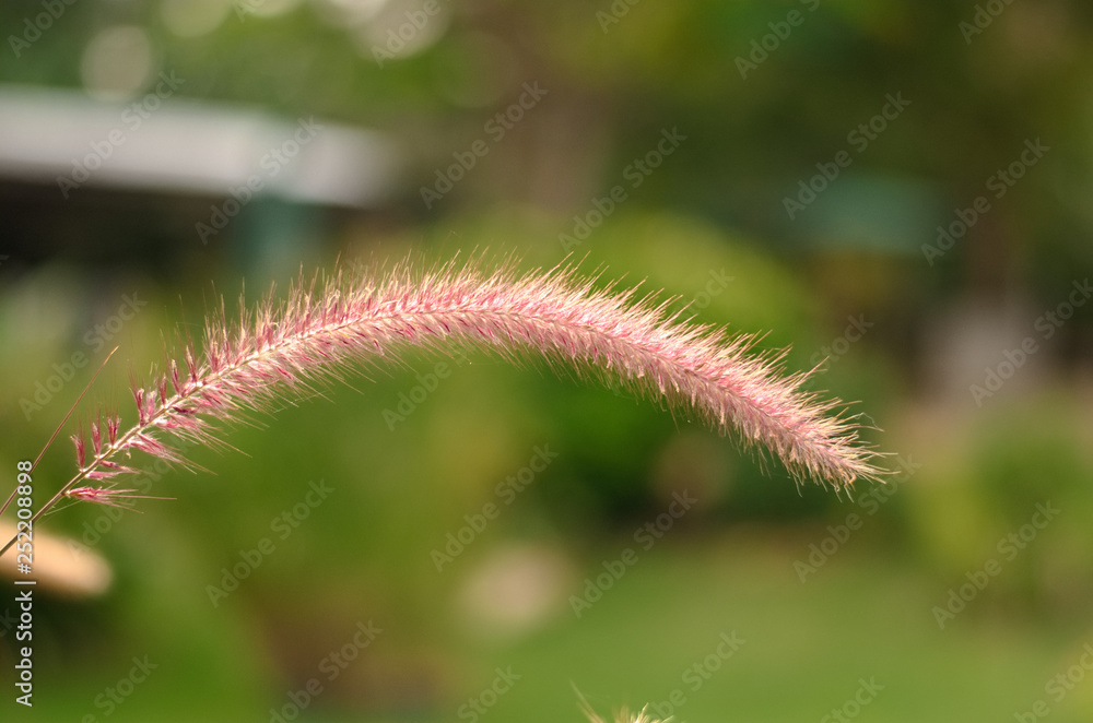 African Fountain Grass or Purple Grass African Fountain Grass or Purple Grass