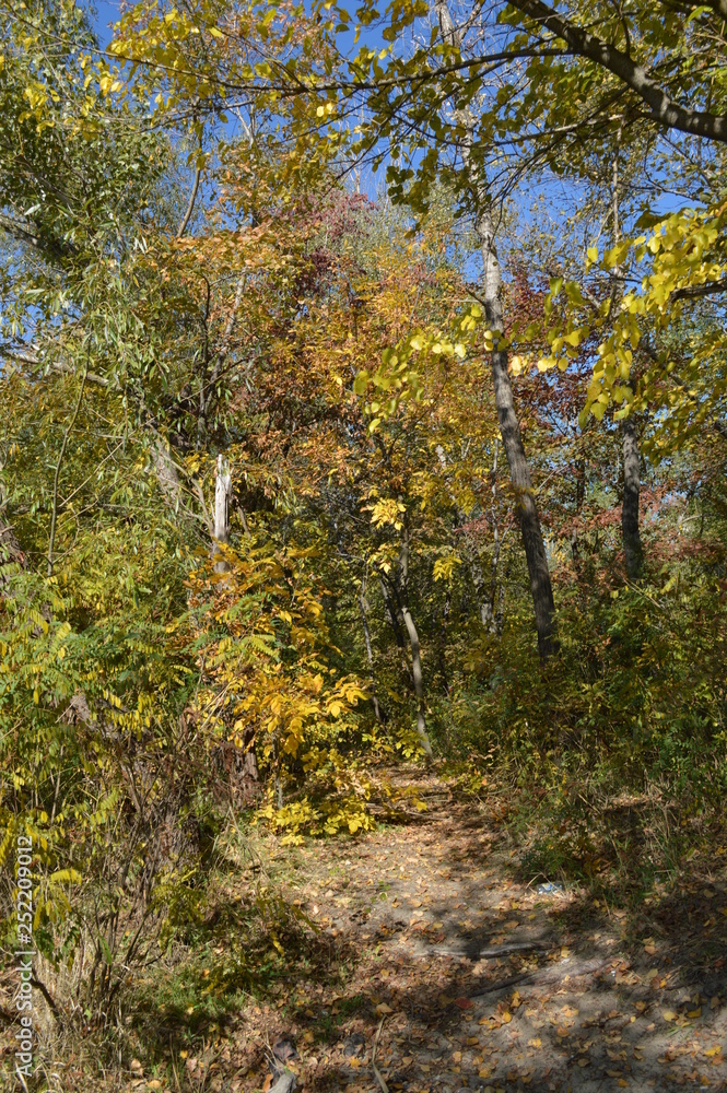 autumn in the park