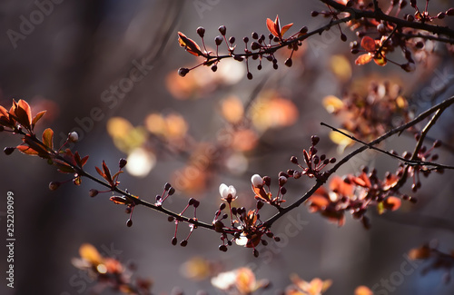 The beginning of flowering cherry tree. Opening wonderful tender first flowers. artistic photo. Selective soft focus.