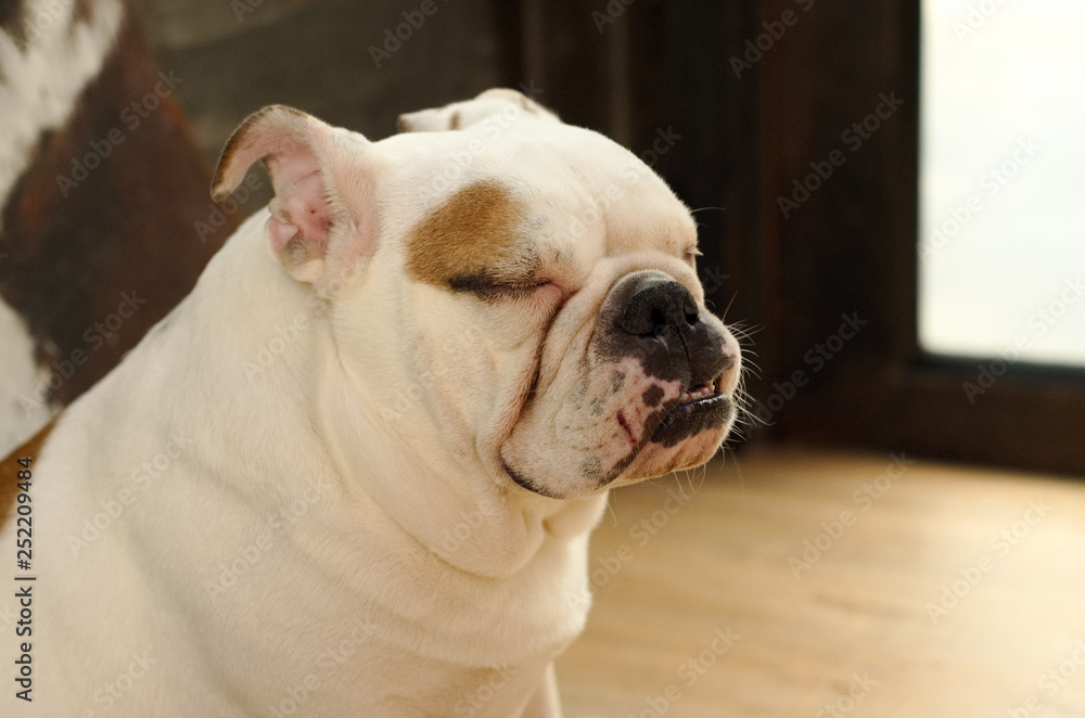 an adolescence white bulldog is closing his eyes and sitting on the floor.
