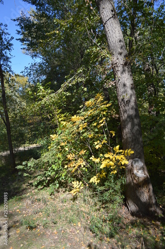 tree in the forest