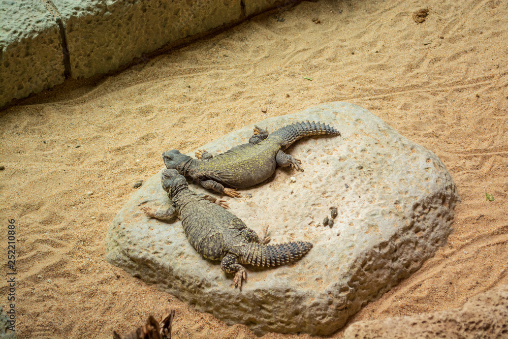 Fototapeta premium lizards bask