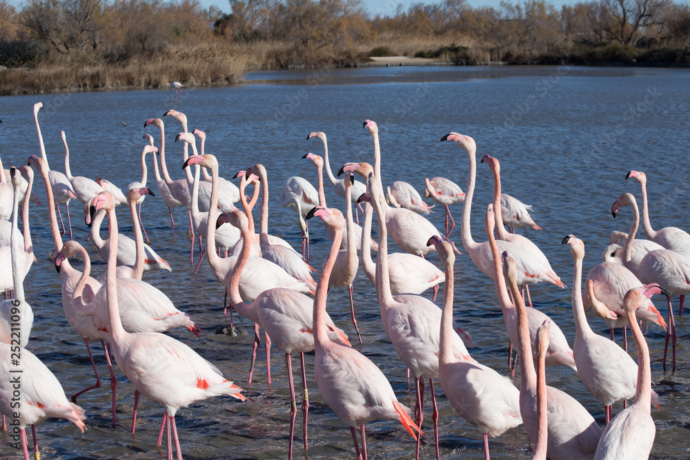 Naklejka premium Flamants roses dans le parc ornithologique du pont de gau prés de l'étang de Gines aux Saintes Maries de la Mer en Camargue - Bouches du Rhône - Occitanie - France