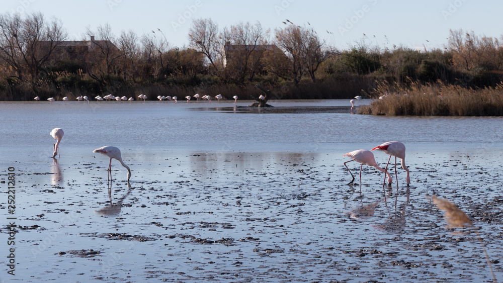 Naklejka premium Flamants roses dans le parc ornithologique du pont de gau prés de l'étang de Gines aux Saintes Maries de la Mer en Camargue - Bouches du Rhône - Occitanie - France