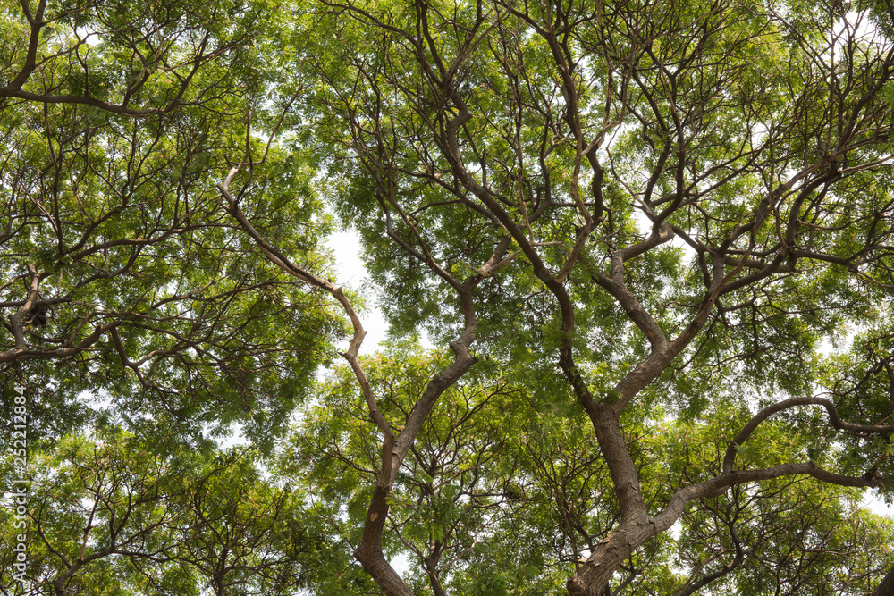 Fototapeta premium tree in spring