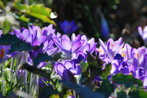 Krokusse  Crocus  im Sonnenlicht