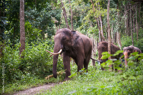 elephants are walking in the forest.
