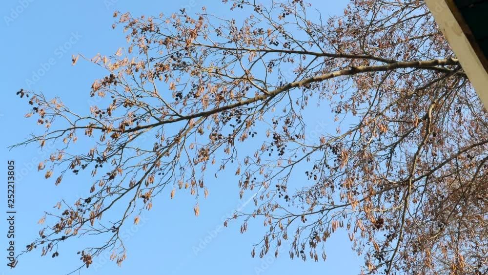 the beginning of spring. bare branches of trees against a blue sky. the beginning of spring. bare branches of trees against a blue sky.