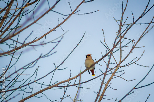 hungry wild bird waxwing on a tree in spring forest
