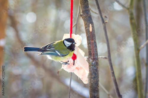 Принти на полотні hungry wild bird titmouse on a tree in spring forest