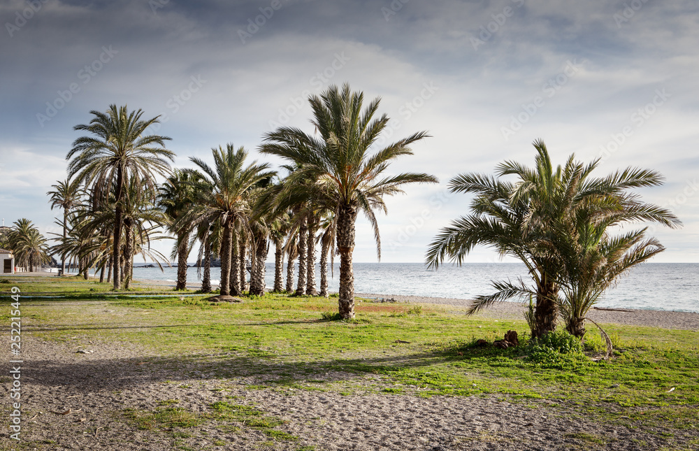 palm trees on a beach in spain