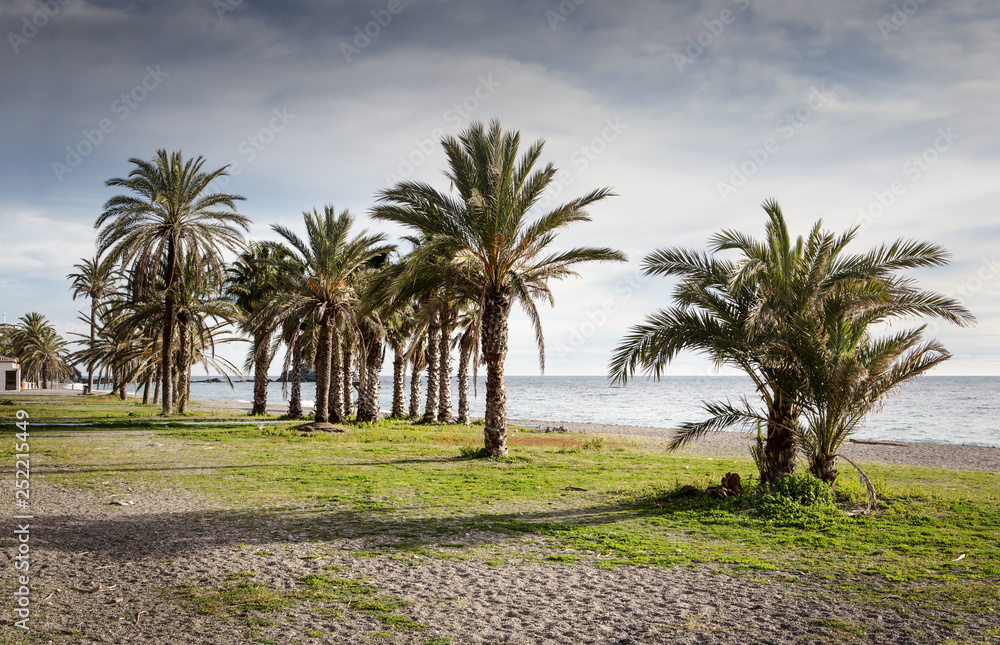 Fototapeta premium palm trees on a beach in spain