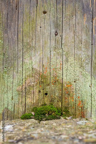 Close-up natural still life in the spring forest with different types of moss, plants and insects on the surface of the tree as a background. Texture. photo