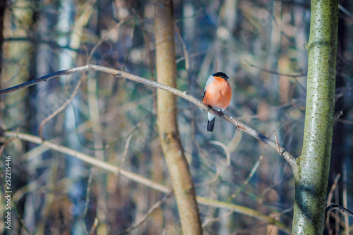 Obraz na plátně hungry wild bird bullfinchr on a tree in spring forest