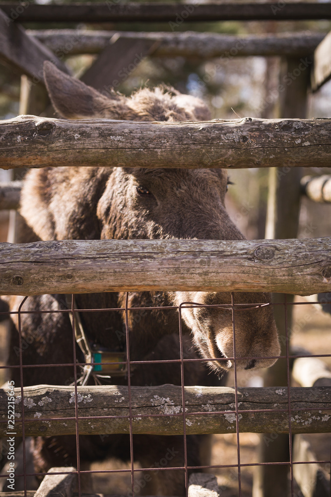 Closeup of the head of an elk with brown fur behind a fence in a forest reserve. A huge elk with big kind eyes is waiting for little visitors. Closeup of the head of an elk with brown fur behind a fence in a forest reserve. A huge elk with big kind eyes is waiting for little visitors.