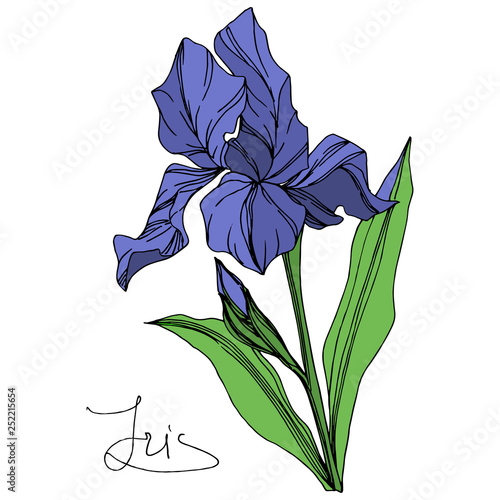 Vector Blue iris floral botanical flower. Engraved ink art. Isolated iris illustration element on white background.