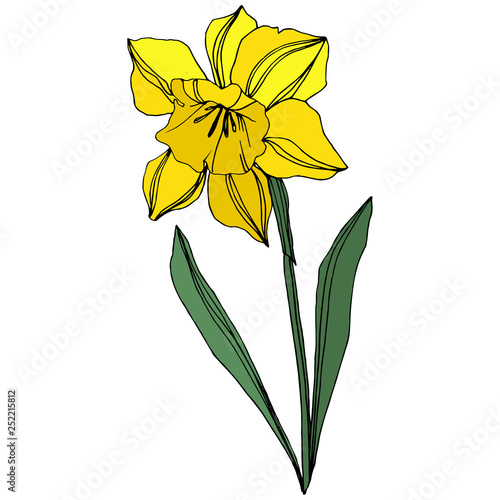Vector Yellow Narcissus floral botanical flower. Engraved ink art. Isolated narcissus illustration element.