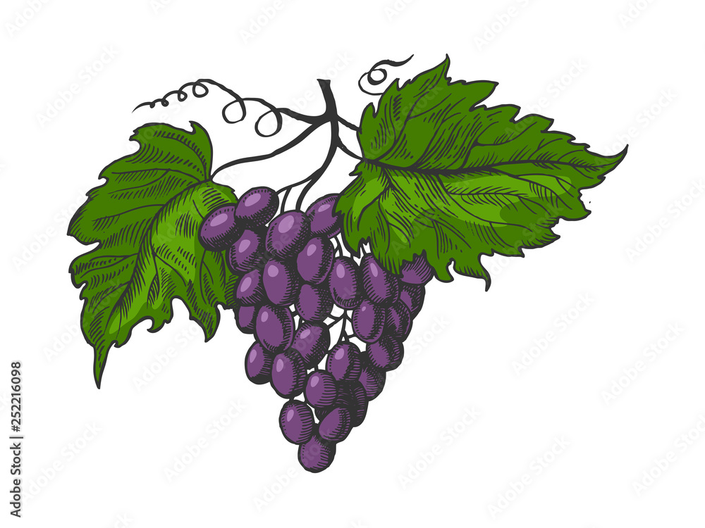 Fototapeta premium Bunch of grapes with leaves color sketch engraving vector illustration. Scratch board style imitation. Hand drawn image.
