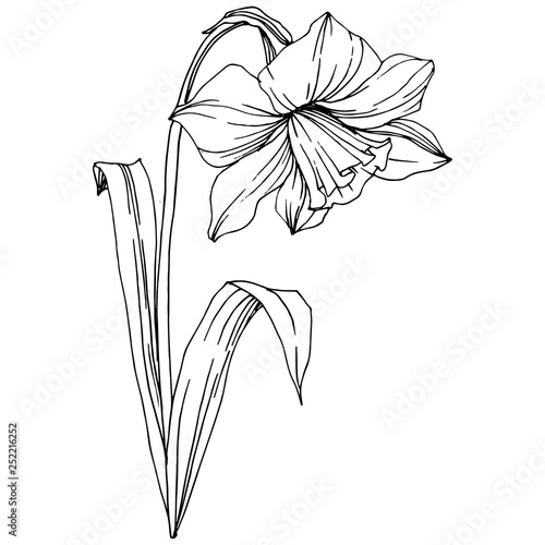 Vector Narcissus floral botanical flower. Black and white engraved ink art. Isolated narcissus illustration element.
