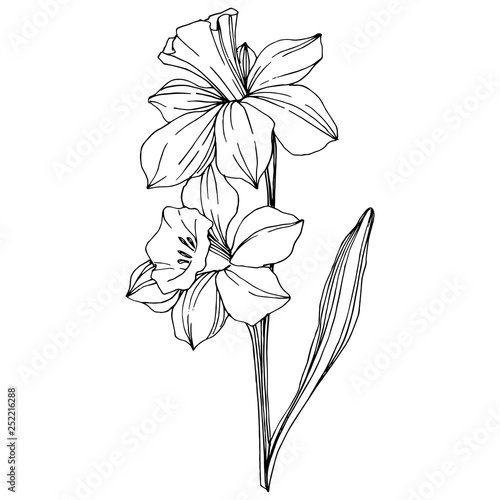 Fototapeta Vector Narcissus floral botanical flower