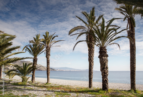 Fototapeta Naklejka Na Ścianę i Meble -  palm trees on a beach in spain