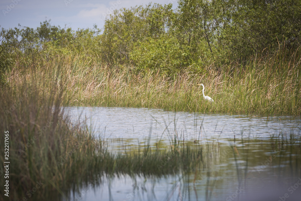 White Egret in the thickets of the -eternal swamps- of the Everglades against the background of flora and reeds. Natural habitat, Everglades National Park White Egret in the thickets of the -eternal swamps- of the Everglades against the background of flora and reeds. Natural habitat, Everglades National Park