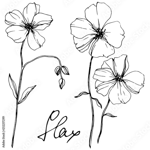 Vector Flax floral botanical flower. Black and white engraved ink art. Isolated flax illustration element.