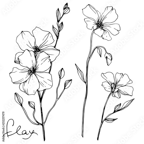 Vector Flax floral botanical flower. Black and white engraved ink art. Isolated flax illustration element.
