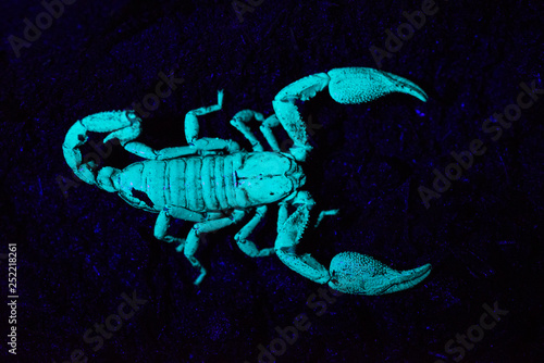 Scorpion under UV light, Scorpiones, Matheran, Maharashtra, India