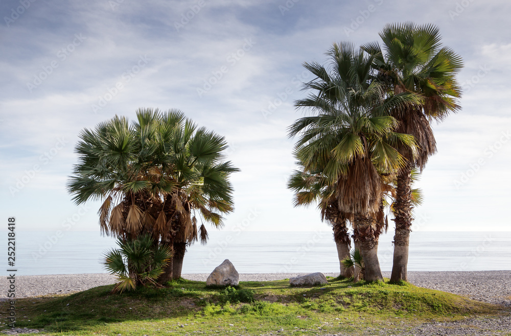 palm trees on a beach in spain palm trees on a beach in spain