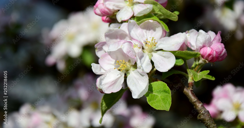 Apfelblüte in Südtirol - Blütezeit - Frühlingsbeginn Apfelblüte in Südtirol - Blütezeit - Frühlingsbeginn