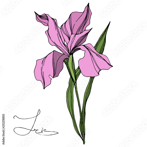 Vector Pink Iris floral botanical flower. Engraved ink art. Isolated iris illustration element.