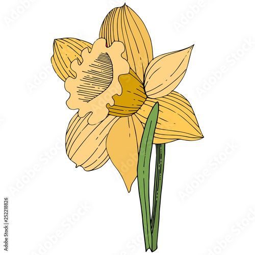 Vector Yellow Narcissus floral botanical flower. Engraved ink art. Isolated narcissus illustration element.