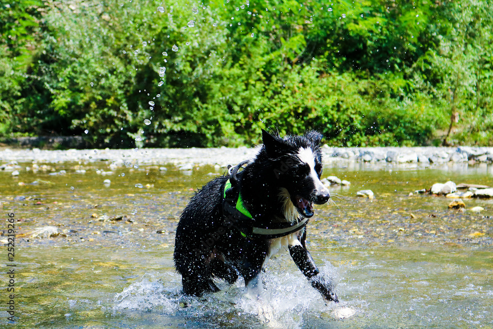 Border collie che gioca con gli schizzi di acqua al fiume, Liguria, animali e natura Border collie che gioca con gli schizzi di acqua al fiume, Liguria, animali e natura