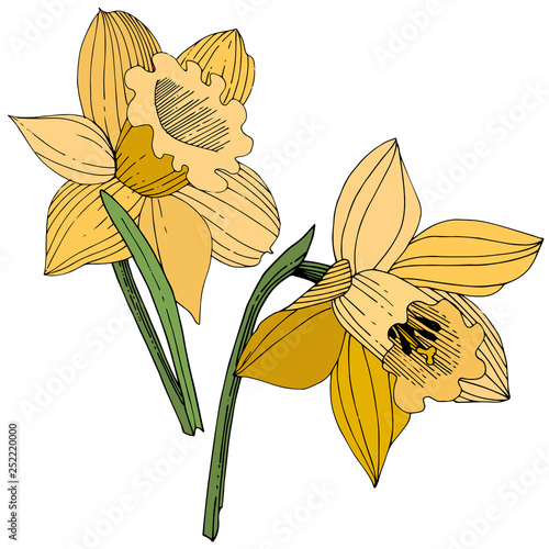 Vector Yellow Narcissus floral botanical flower. Engraved ink art. Isolated narcissus illustration element.