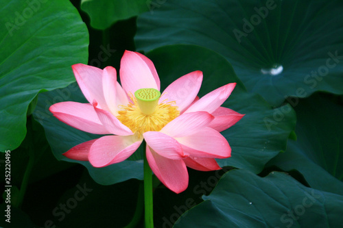 lotus in the pond