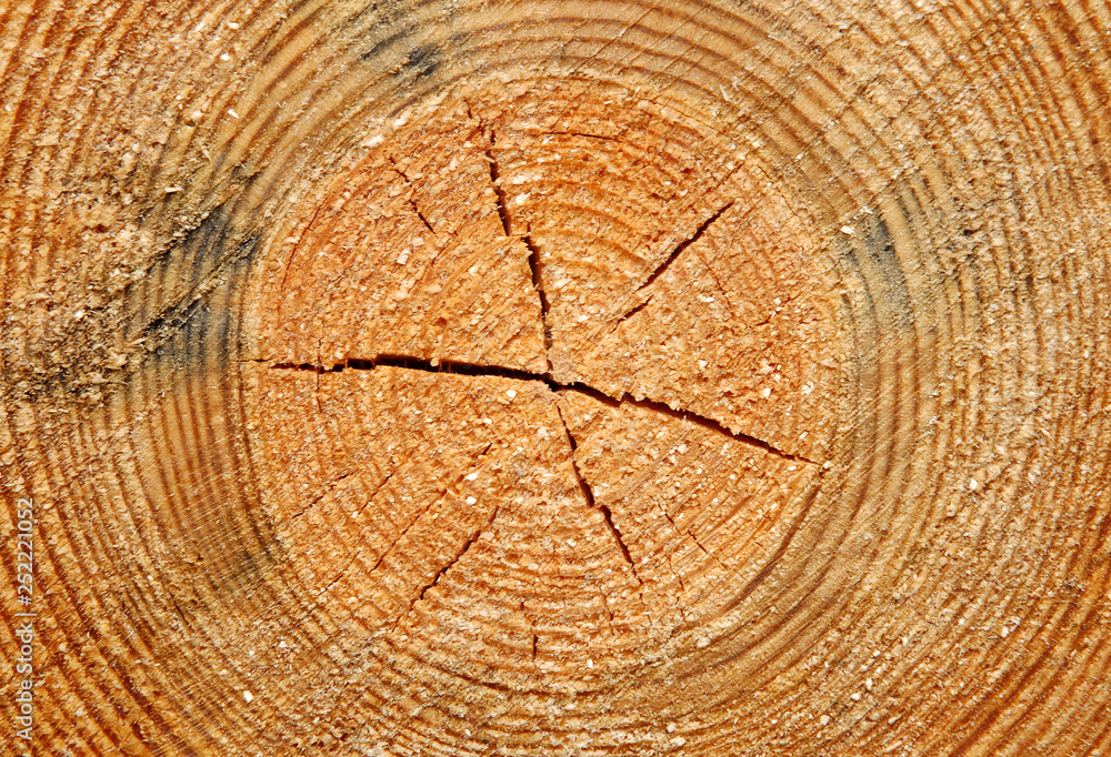 Naklejka premium Cross section through tree trunk