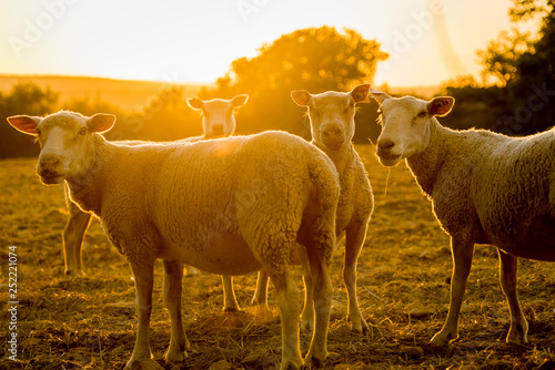 Schilderij op canvas Sheeps farm animals backlit in the sunset in France