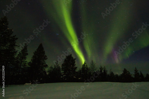 Quadro em tela Colourful northern light (aurora borealis) in the horizon above trees in winter Saariselka, Finnish Lapland
