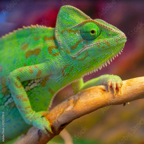 Green chameleon. Large portrait.