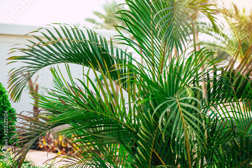 Green belt. A photo of whitish-green plant with exuberant foliage on it in front of serene sky and white building. 