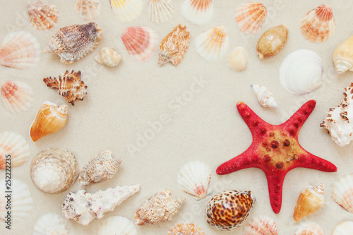 Sea shells and red star fish on sandy beach with copy space for text