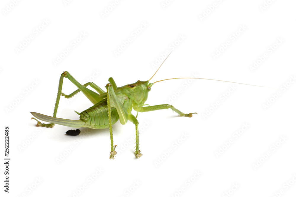 Green grasshopper Tettigonia cantans isolated on white background close-up, live insect Green grasshopper Tettigonia cantans isolated on white background close-up, live insect