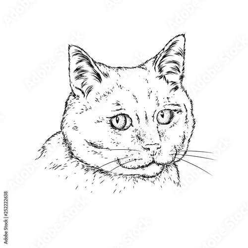 Fototapeta Naklejka Na Ścianę i Meble -  Cat spotted striped head. Sketch vector graphics black and white drawing. Vector illustration.
