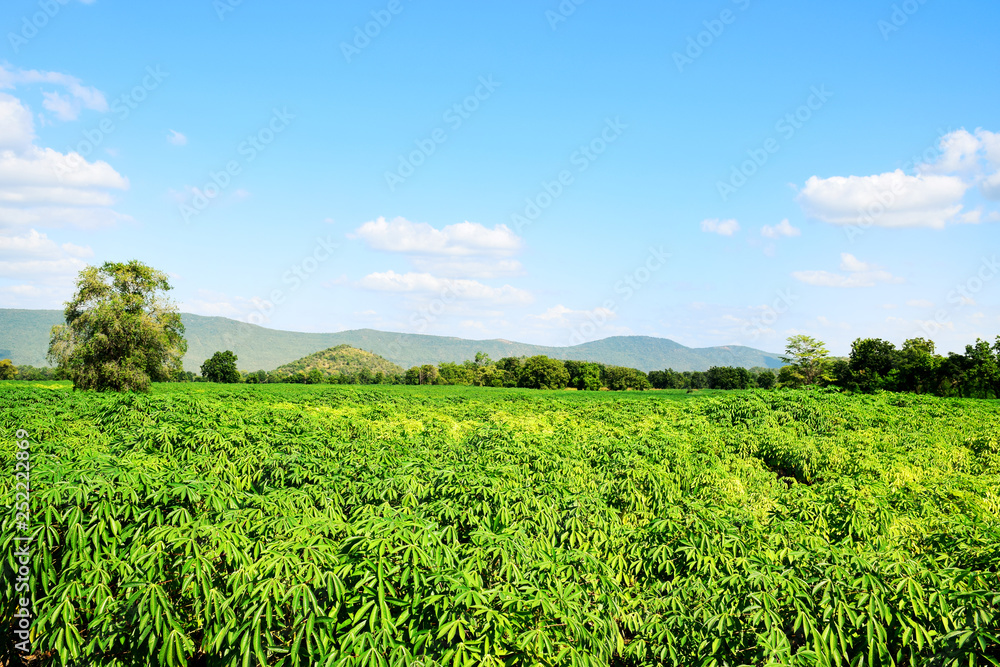 Tapioca farm with blue sky Tapioca farm with blue sky