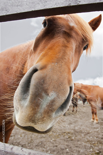 Face of icelandic horse close up