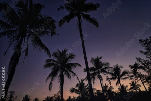 palm tree silhouette © ATIPPORN