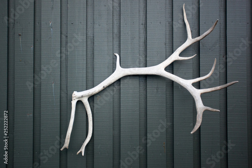 White painted antlers on a rough wooden background