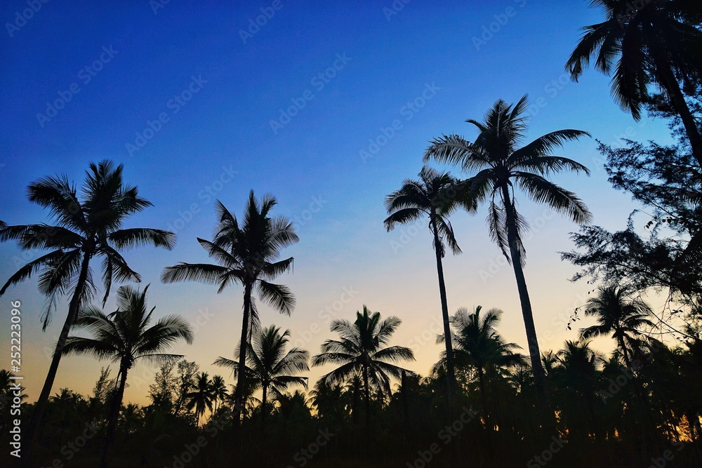 palm trees at sunset